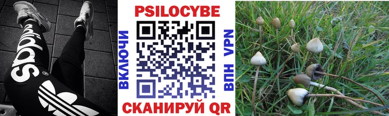купить   Новокубанск  omg сайт  Псилоцибиновые грибы прущие грибы 
