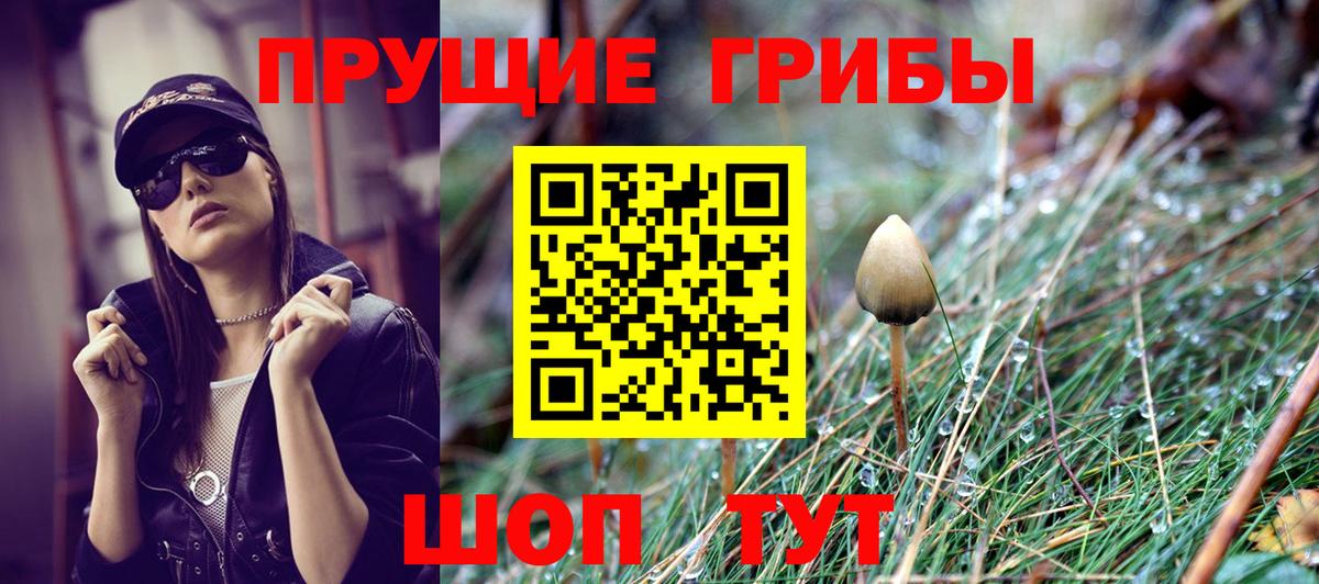 Галлюциногенные грибы Psilocybe Новокубанск